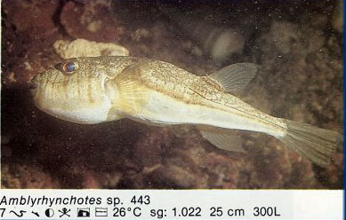 Amblyrhynchotes sp